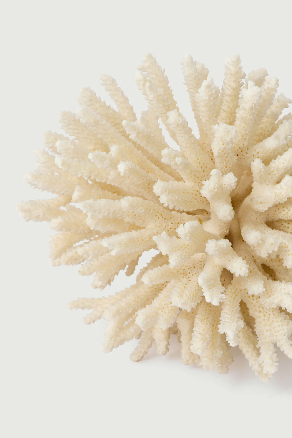 WHITE CORAL BRANCH - Image 2